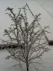 Schneefall Anfang Februar