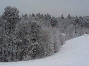 Schøn verschneiter Wald