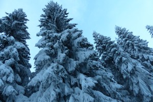 Schneebäume vor dem bisschen blauen Himmel 