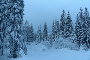 ... noch mehr tief verschneiter Wald...