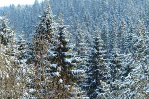 ... und weiße Wälder erschaffen.