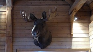 Holmenkollen Restaurant: Gutes (teures) Essen und rustikale Ausstattung > die beiden kapitalen Elche gab's allerdings nicht. Rentier hätten wir essen können. 