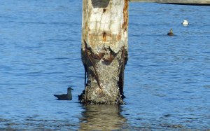 Der Zahn der Zeit nagt an den Hafenbefestigungen in Drøbak.