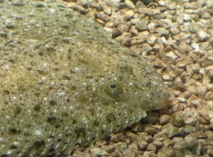 Drøbak Aquarium: Heilbutt (fals nicht Richtig bitte ich um Verbesserung, bin nicht mehr ganz sicher welcher was ist.)