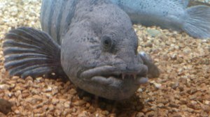 Drøbak Aquarium: Seewolf