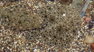 Drøbak Aquarium: Scholle und Heilbutt - langsam bekomme ich Hunger ;-)