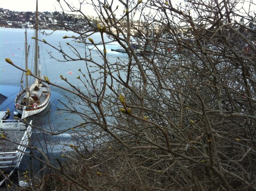 Die Knospen werden tägl. größer...