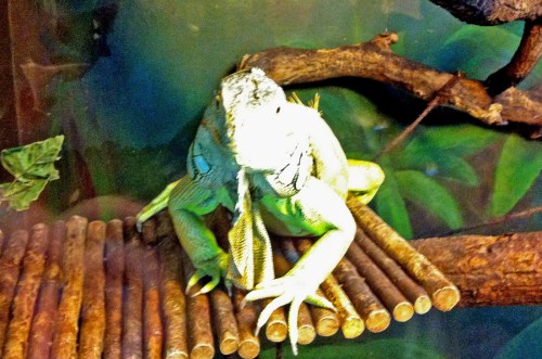 ... Reptilien im gleichen Terrarium??? Na ja, artgerechte Tierhaltung sieht anders aus.