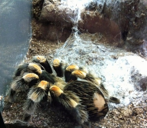 Vogelspinne - zum Glück hinter Glas