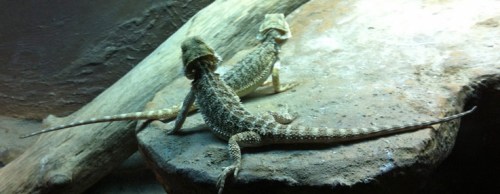 Geckos - halbwegs artgerecht (nur wieder zu klein)