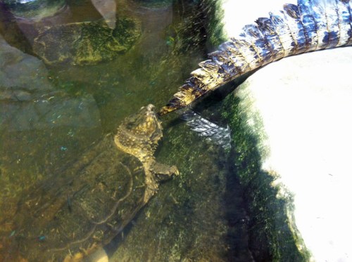 Schnappschildkröte und ...