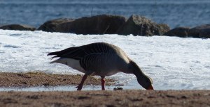 weitere Gäste auf der Insel: Wildgänse