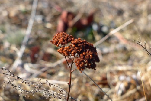 Aber auch der letzte Herbst...