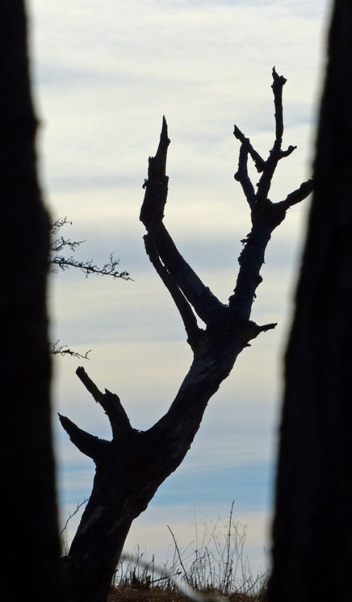 Baum durch Bäume - oder: Auch tote Natur kann noch faszinieren.