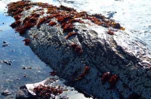Seetang (oder so) und Seepocken im Ebbe-Flut-Bereich