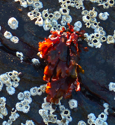 Seepocken und Seetang