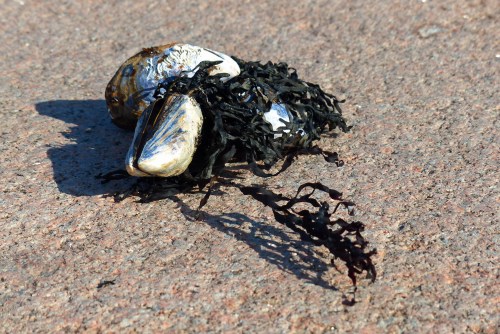 Stilleben: "Meeresfrüchte"