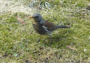 Der Vogel der hier am meisten vorkommt (ok - nach den Möwen, Krähen und Tauben...) Direkt vor dem Haus sind Wacholderdrosseln am Werk.