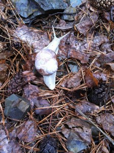 Der Weinbergschnecke gefællt der Regen....