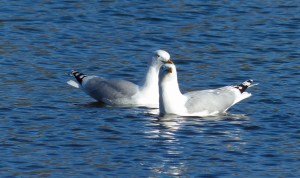... dann wenigstens in die gleiche Richtung schauen! 
