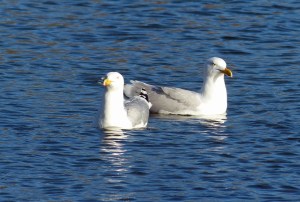... oder doch nicht ? ...