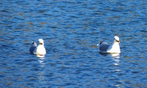 Synchronschimmer ... 