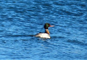 "Zombie"-Ente (mit knallroten Augen) 