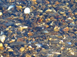 Diese Muscheln sind nur noch schön anzusehen. Wie ca. Millionen weitere hier am Strand....