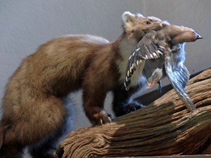 Mineraliensammlung: Mord und Totschlag im Mineralienmuseum - oder doch nur der Lauf der Natur? Fressen und gefressen werden?