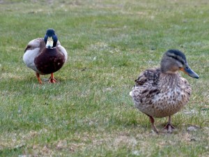 Die Enten am Nybrufoss haben auch noch für uns posiert
