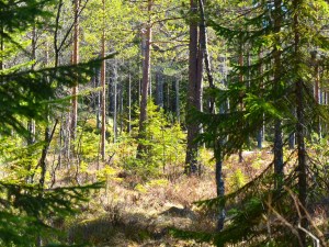 Lichtdurchfluteter Wald