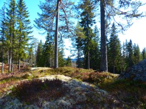 Nordische Wælder - einfach schøn!