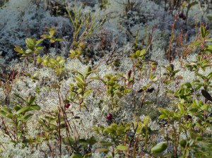 Vereinzelte Preiselbeeren vom letzten Jahr