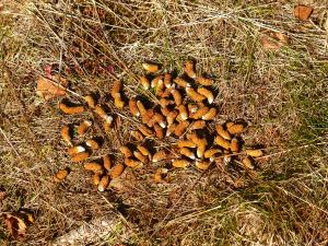 Aber was war das? Reh?