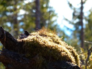 Moos und Flechten in Symbiose
