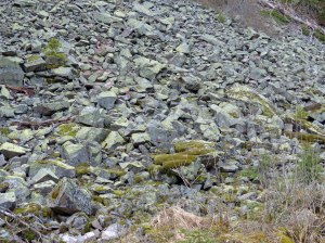 Verschiedenfarbige Flechten auf dem Gerøll