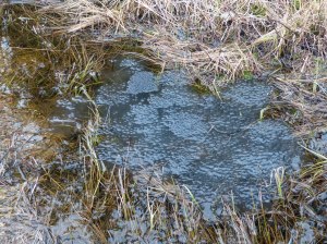 Da erwæhne ich gerade, dass ich noch keinen Frosch gesehen habe, prompt laufen wir an Massen Froschlaich vorbei