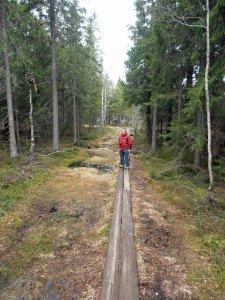 Abenteuerlicher Waldweg über Moor und Sumpf