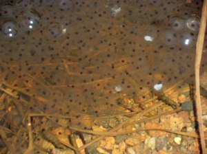 In 2-3 Wochen dürfte mehr zu sehen sein.