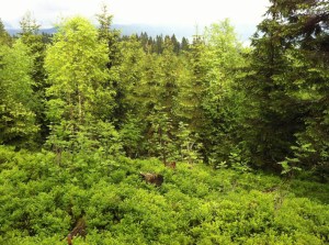 Frisches, sattes Grün im Nowegischen Frühling
