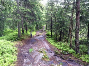 Waldweg bei meinem "Mini-Triathlon" besserer Teil ...