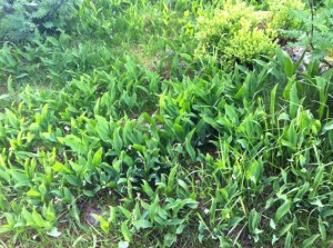 Maiglöckchen wachsen hier auch in rauhen Mengen (für dich liebe Mutter!)