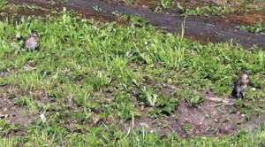 ... die große Drossel re. muss gleich 2 hungrige Mäuler (links und voriges Foto) stopfen