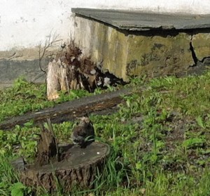 Raubtier-Ach nein, Wacholder-Drossel Fütterung ...