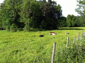 Bygdøy-Ausflug: glückliche Kühe
