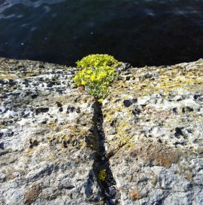 Bygdøy-Ausflug: Mauerpfeffer am Fjord
