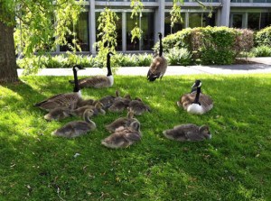 ... und auch bei den Familien Wildgans hat sich der Nachwuchs entwickelt (siehe letztes Bild, 2 Wochen Unterschied)