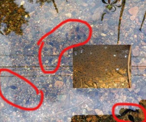 @Martin: Hier ist der Nachwuchs zu Betrachten (kleines Bild Mitte Mai mit Froschlaich, großes Bild Ende Mai mit Kaulquappen) Ich bin da noch mal entlang gefahren.