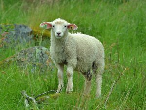 Nein, ich will das jetzt nicht sagen - ich steh es durch! - Ach, was soll's: SÜÜÜÜÜÜSSSSSS!"