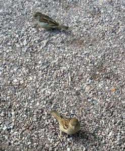 Café-Gäste im Botanischen Garten